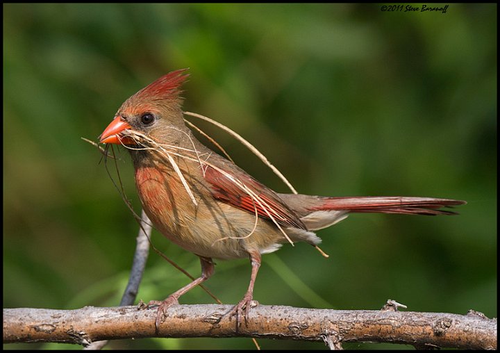 _1SB1186 female cardinal with nesting material.jpg